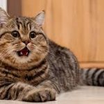 Вушний кліщ у котів: як розпізнати та лікувати вдома