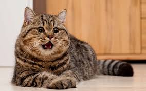 Вушний кліщ у котів: як розпізнати та лікувати вдома