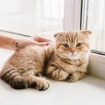 Как кормить стерилизованную кошку: простые советы, реальные примеры и понятный гид для владельцев