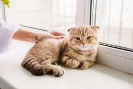 Як годувати стерилізовану кішку: прості поради, реальні приклади та зрозумілий гід для власників