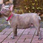 Як зрозуміти, що собака вагітна