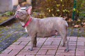 Як зрозуміти, що собака вагітна