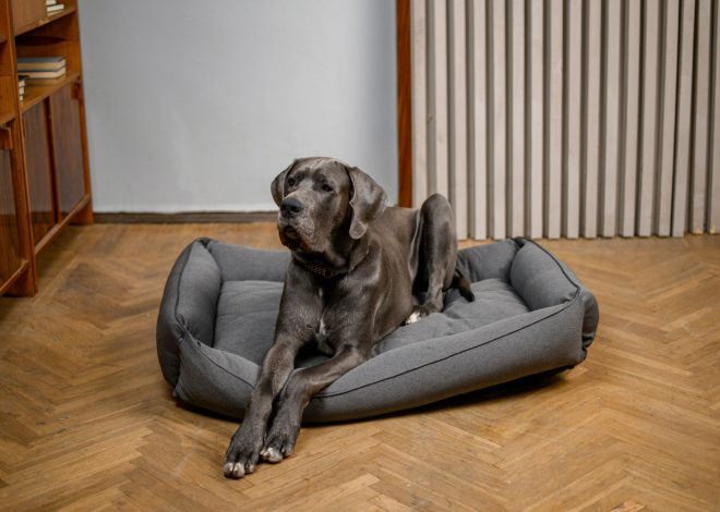 Як вибрати лежанку для собаки: повний гід для турботливих власників