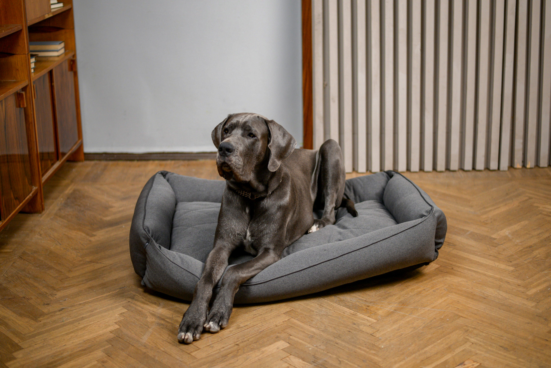 Як вибрати лежанку для собаки: повний гід для турботливих власників