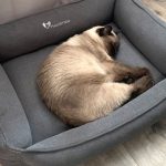 Ліжечко для котика: як вибрати найзручніше місце для сну, щоб тварина почувалася у безпеці та комфорті
