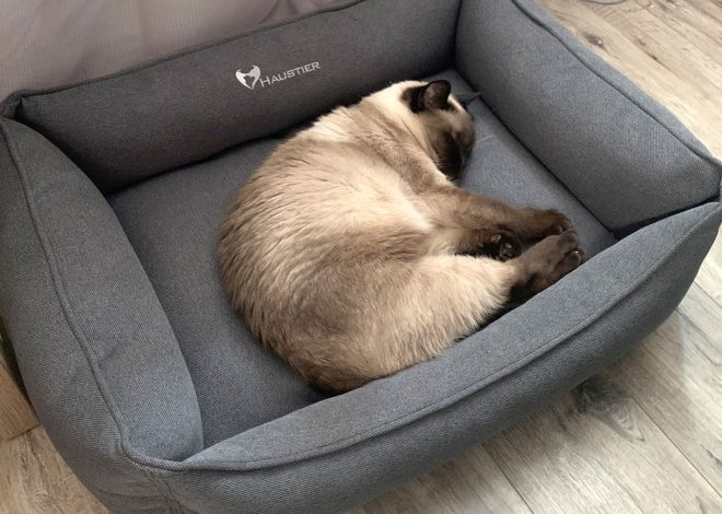 Ліжечко для котика: як вибрати найзручніше місце для сну, щоб тварина почувалася у безпеці та комфорті