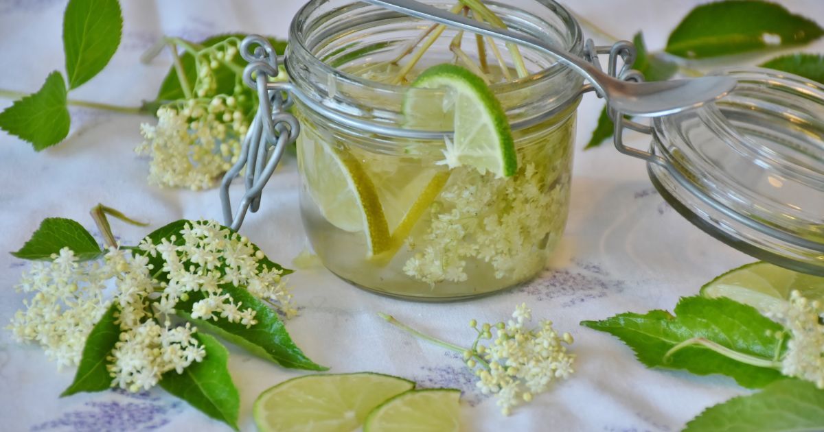 Квас із бузини: рецепт, користь і як приготувати натуральний напій