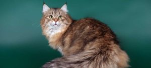 Как кормить стерилизованную кошку: простые советы, реальные примеры и понятный гид для владельцев