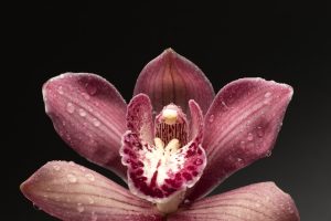 Жіноча анатомія: будова, особливості та турбота про здоров’я