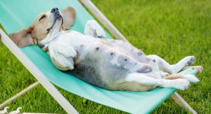 Як зрозуміти, що собака вагітна