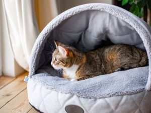 Лежанка для котика: как выбрать самое удобное место для сна, чтобы питомец чувствовал себя в безопасности и комфорте