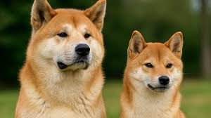 Підшкірний кліщ у собак: як розпізнати проблему та допомогти улюбленцю