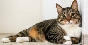 Ушной клещ у кошек: как распознать и лечить дома