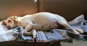 Як зрозуміти, що собака вагітна