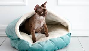 Лежанка для котика: как выбрать самое удобное место для сна, чтобы питомец чувствовал себя в безопасности и комфорте