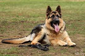 Подкожный клещ у собак: как распознать проблему и помочь питомцу